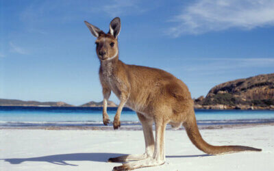 BENVENUTI NELLA TERRA DEGLI AUSSIE E DEI CANGURI!