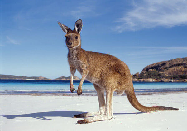 BENVENUTI NELLA TERRA DEGLI AUSSIE E DEI CANGURI!