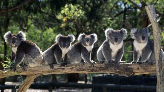 Koala_Cleland_Wildlife_Park_Australia