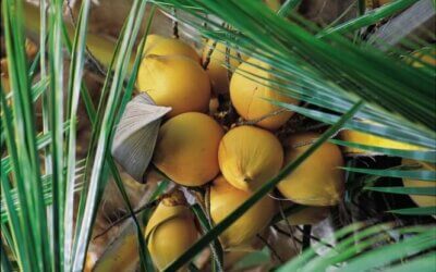I benefici del cocco: latte di cocco