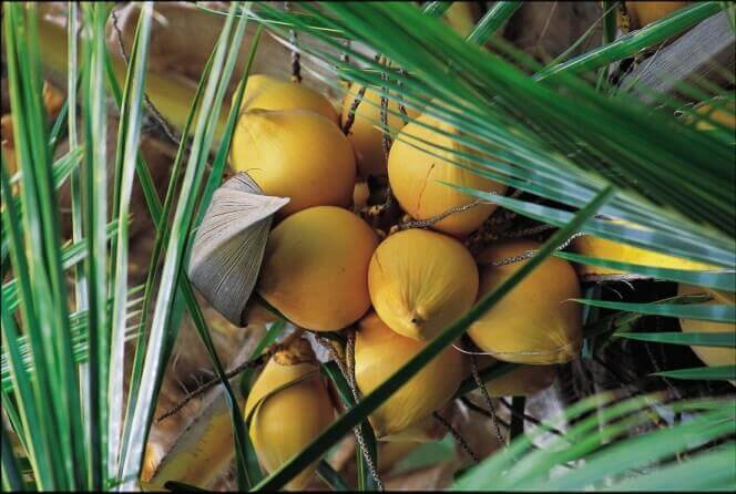 Noci di cocco sulla palma, Polinesia Francese