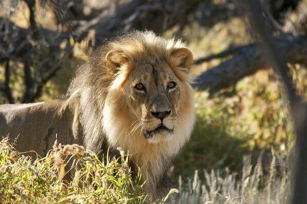 Sudafrica, leone in libertà
