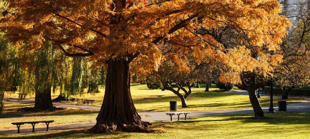 Fall Foliage a Boston, USA