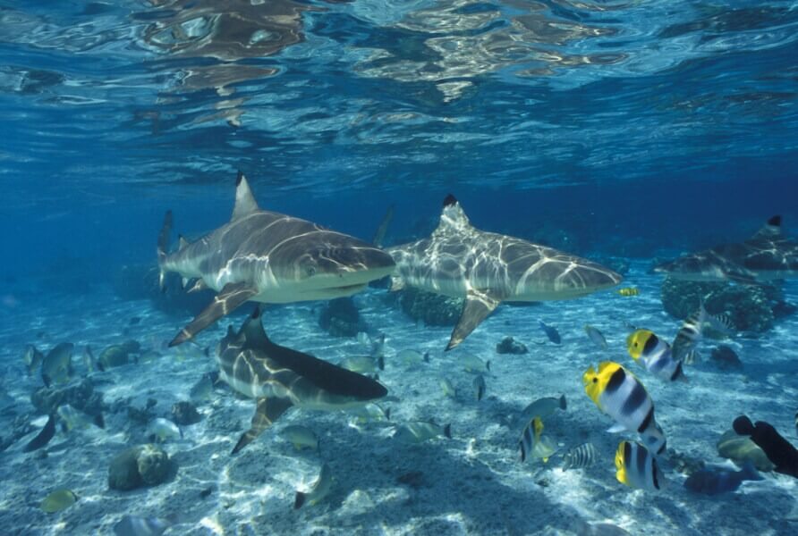 Fauna sottomarina a Rangiroa, arcipelago delle Tuamotu