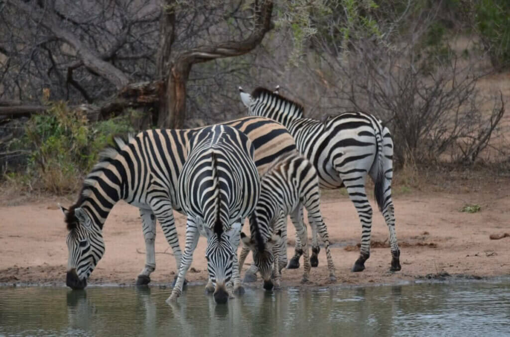 Sudafrica – Zebre