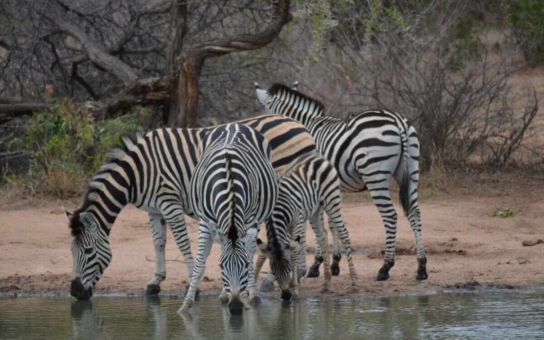 Il SudAfrica: il richiamo inconfondibile della natura