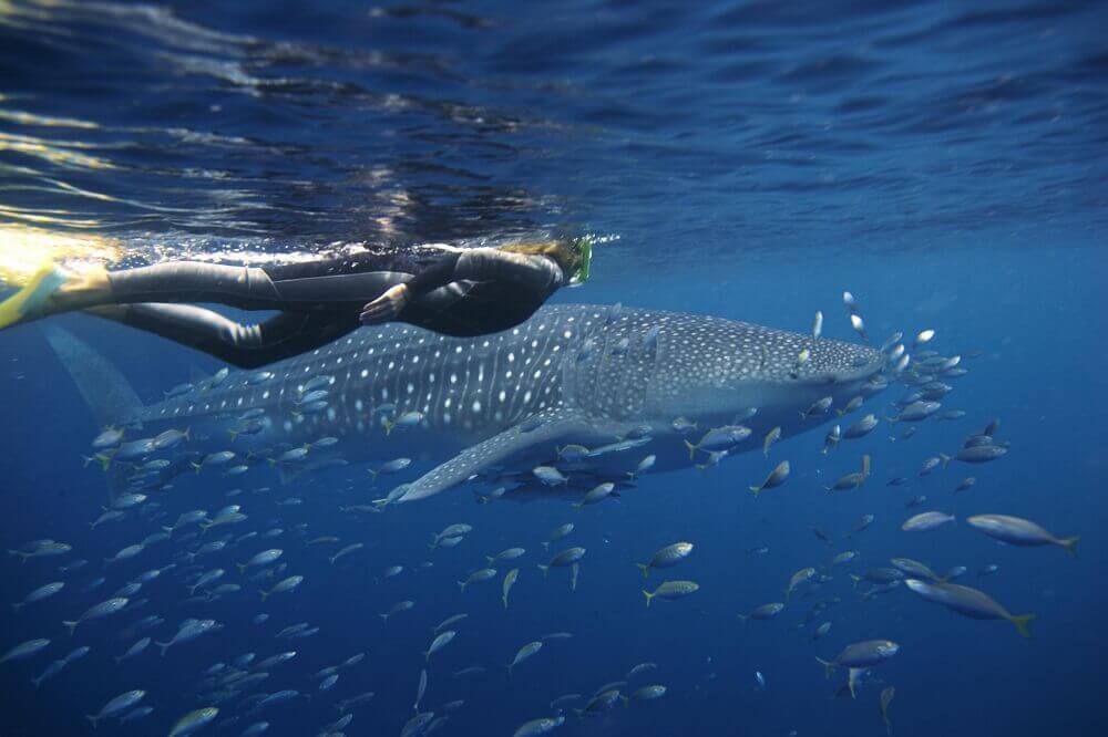 Squalo balena a Ningaloo Reef - Western Australia