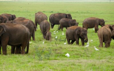 Interazione con gli elefanti nello Sri Lanka. Un’esperienza sostenibile e autentica
