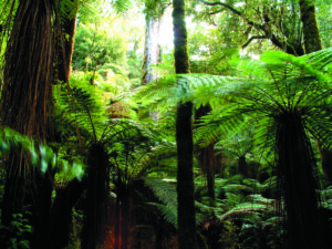 Foresta Pluviale di Whirinaki, Nuova Zelanda