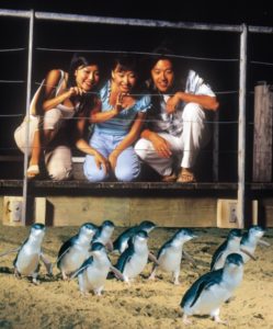 Phillip Island penguins