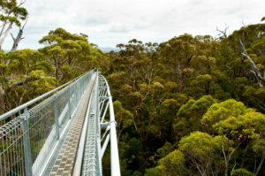 Tree Top Walk, Australia_kiaoraviaggi