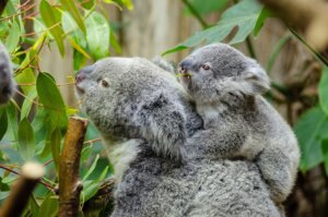 Koala, Kangaroo island_australia_kiaoraviaggi