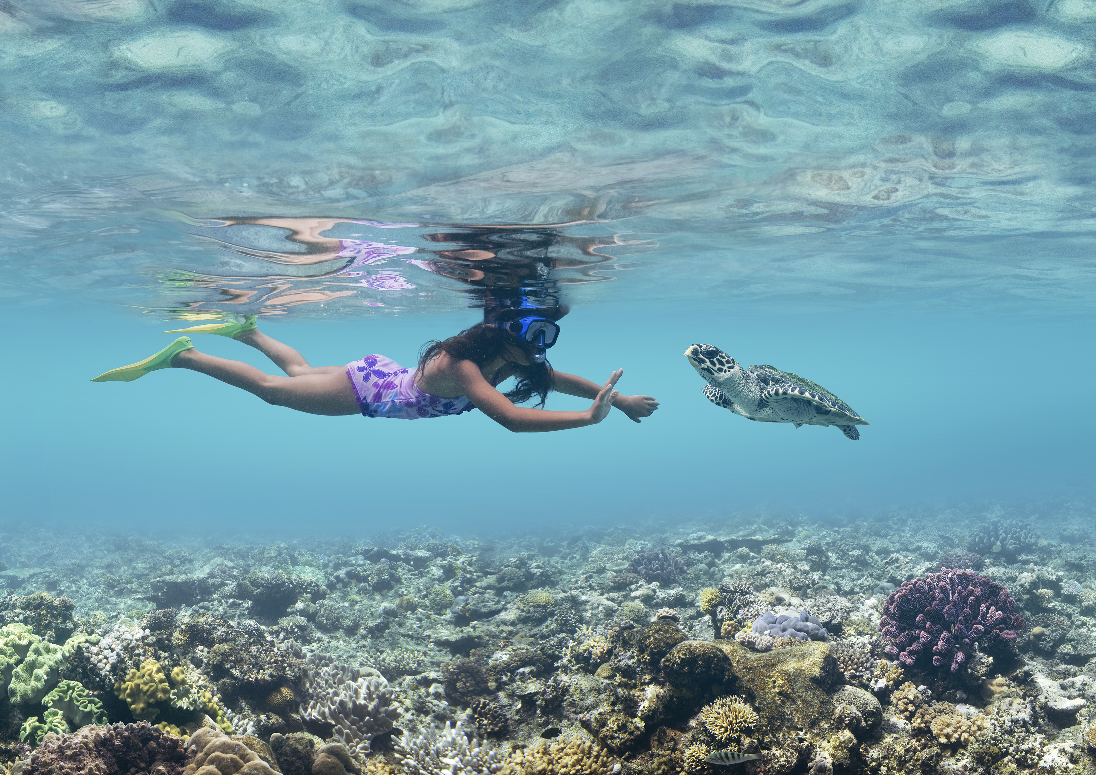 Isole Fiji snorkeling coralli