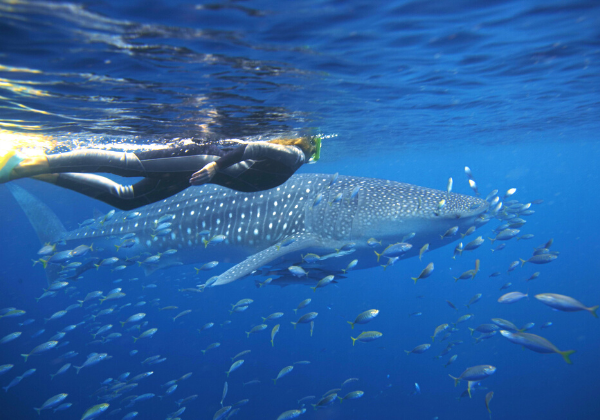 Australia Ningaloo Reef Coral Bay Australia