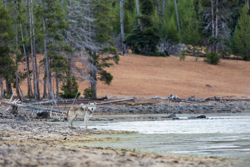 Wolf on the shore of Yellowstone Lake