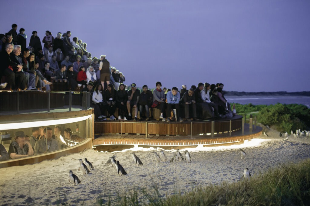 © Phillip Island Nature Park, Tourism Australia Victoria