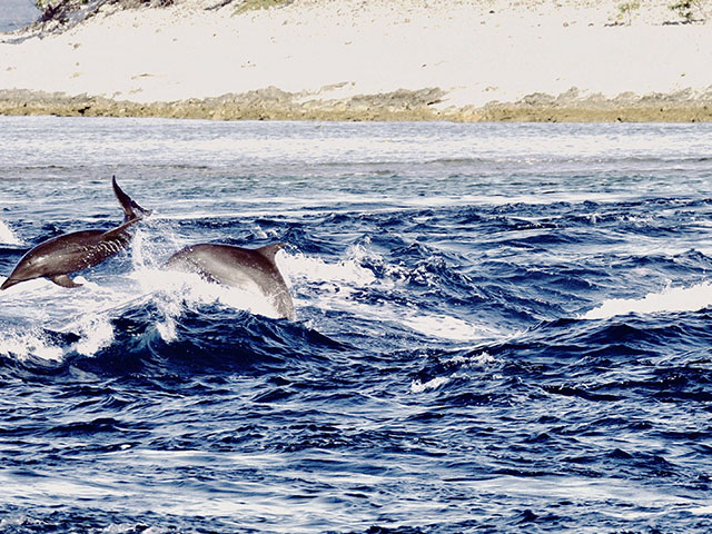 delfini Rangiroa