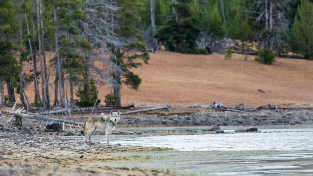 Lupo-sulla-riva-del-lago-Yellowstone