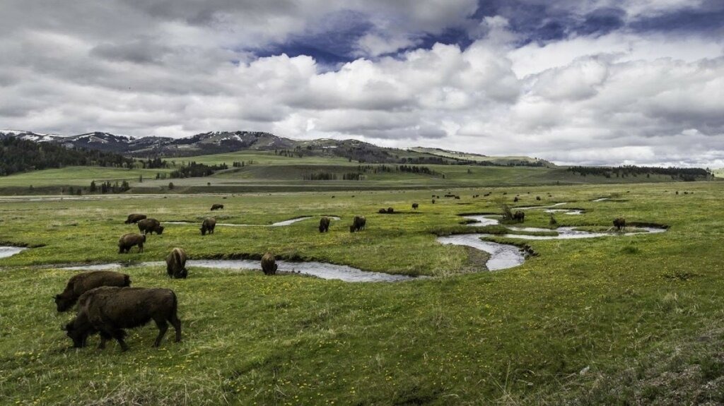 Yellowstone-Lamar-Valley-bisonti