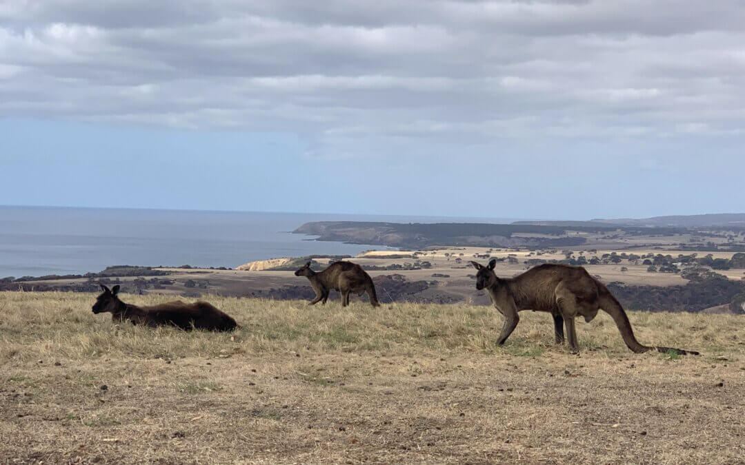 Canguri, Kangaroo Island Hire a Guide