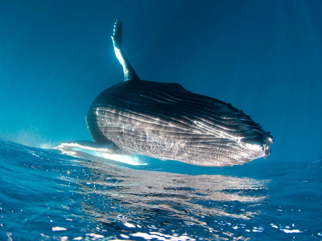 Baleine-4