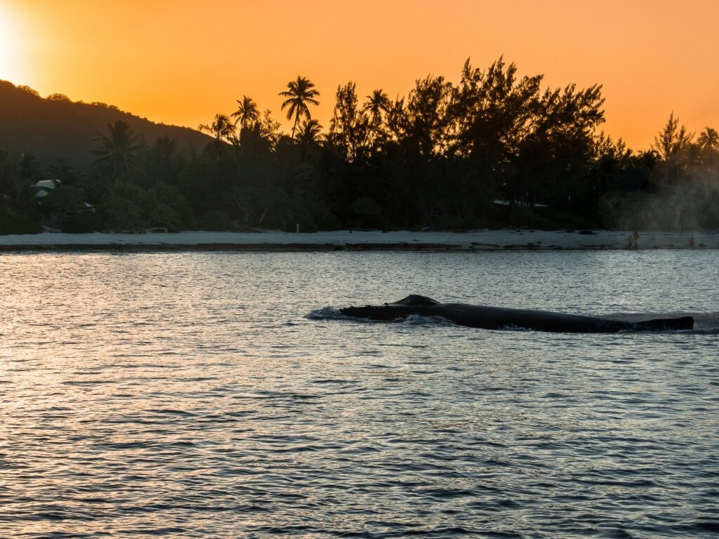 BAleine à Bosse de Polynésie