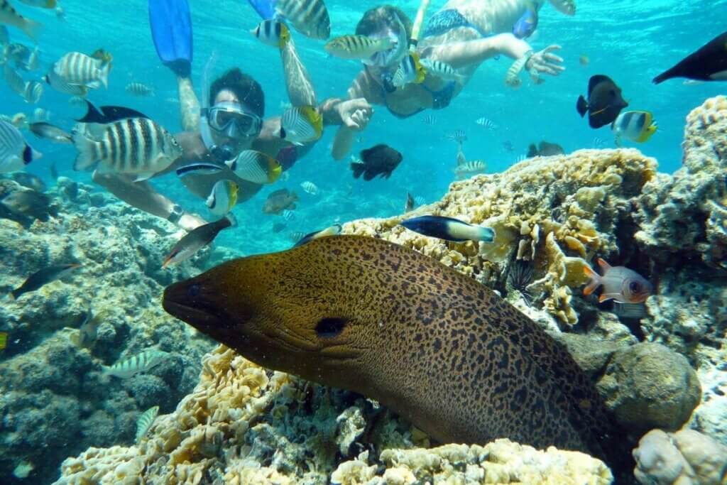 Pure Snorkeling Half Day_BoraBora 2