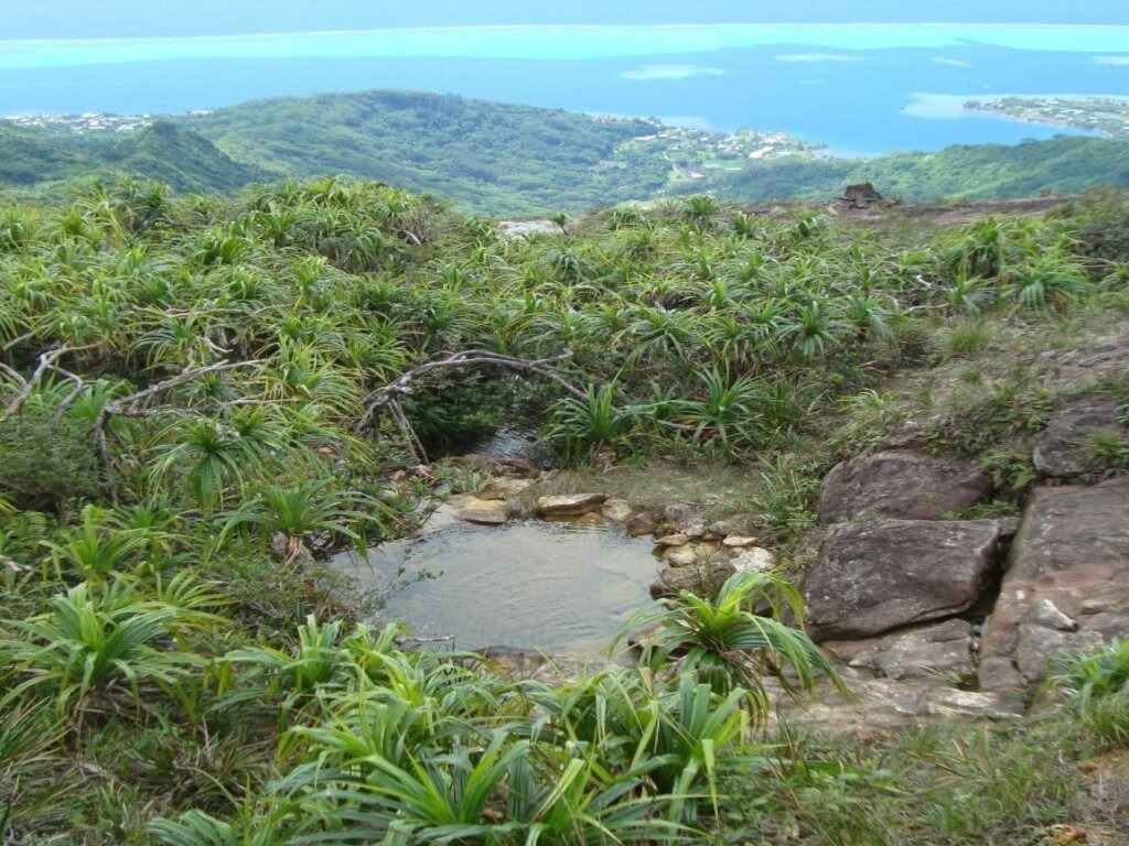 Raiatea – Hiking at Mount Temehani (2)