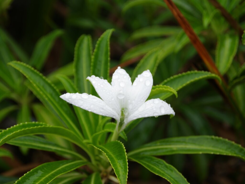 Raiatea – Hiking at Mount Temehani – Tiare Apetahi