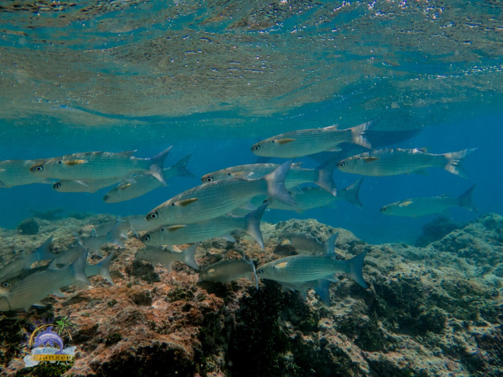 Tikehau Snorkeling Guided Tour 04