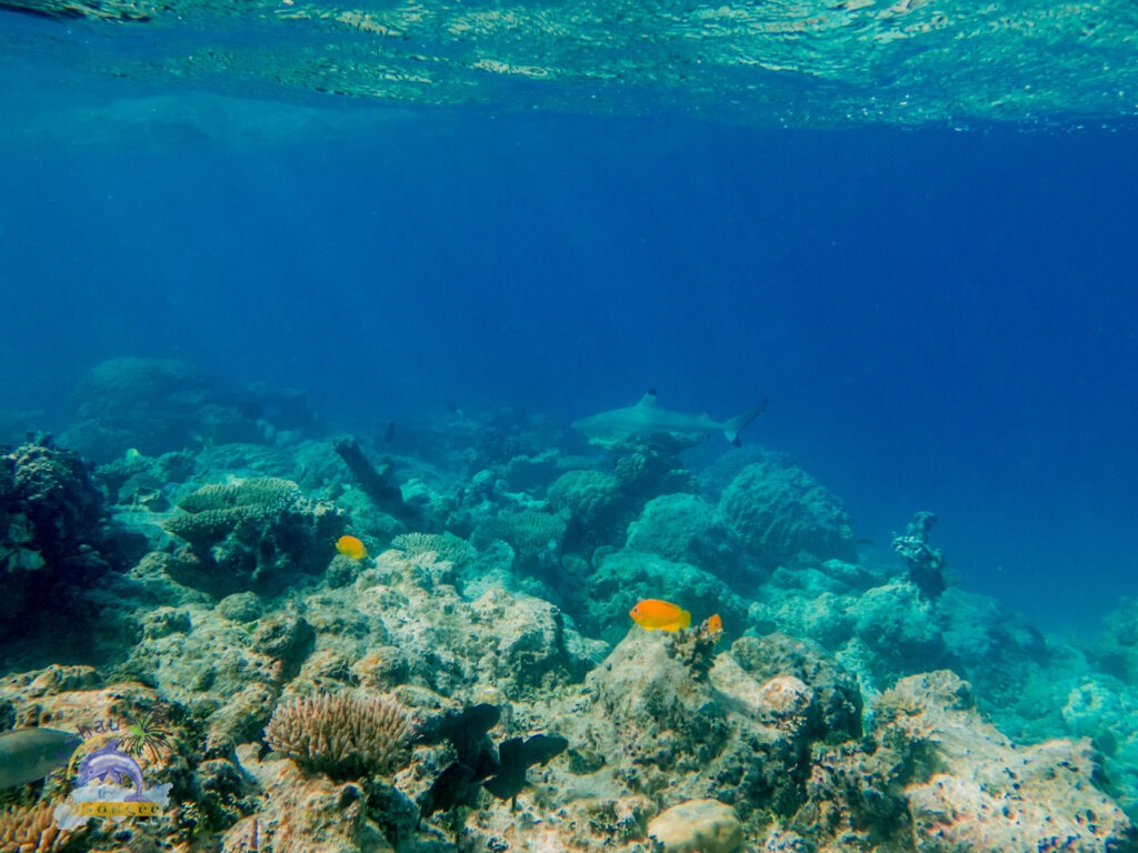 Tikehau Snorkeling Guided Tour 18