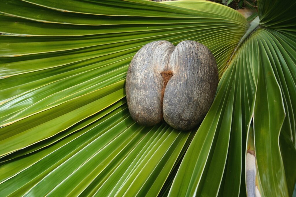 Tour di Praslin e La Digue da Mahé Excursion-Praslin-009