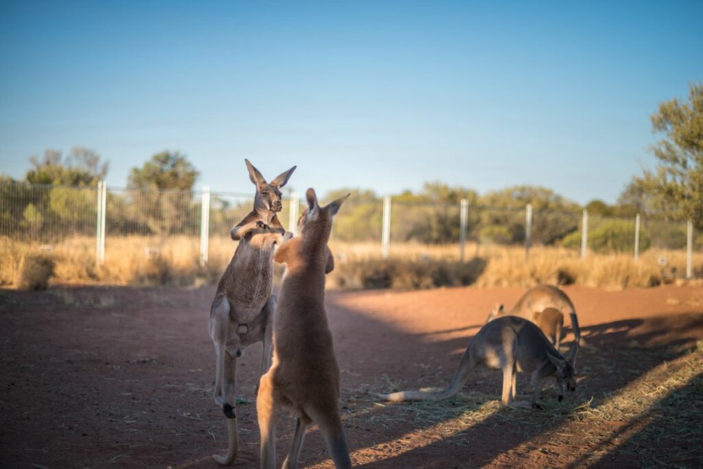 kangaroo sanctuary 124704-56