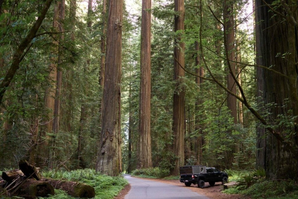 sequoia national park pexels