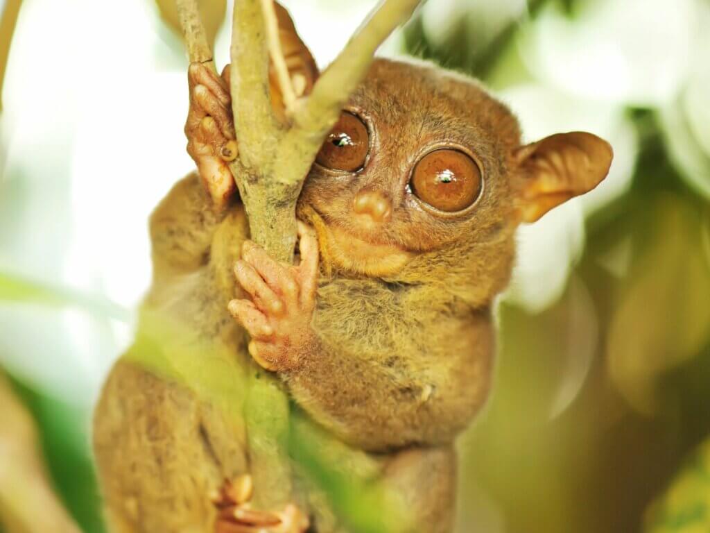 Bohol – Tarsier 3