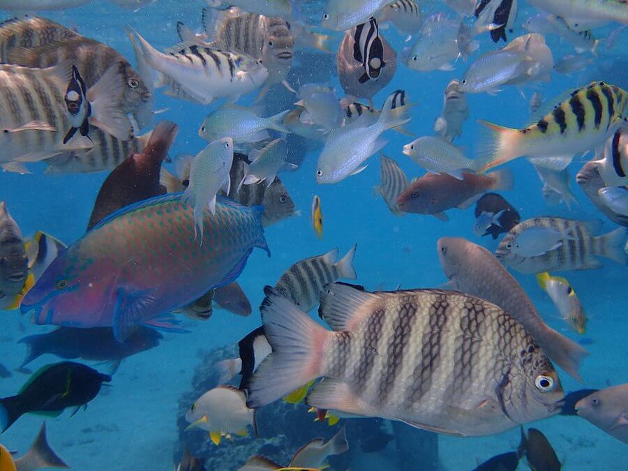 Discovery Lagoon Tour & Farniente on the Motu’s white sandy beach (29)