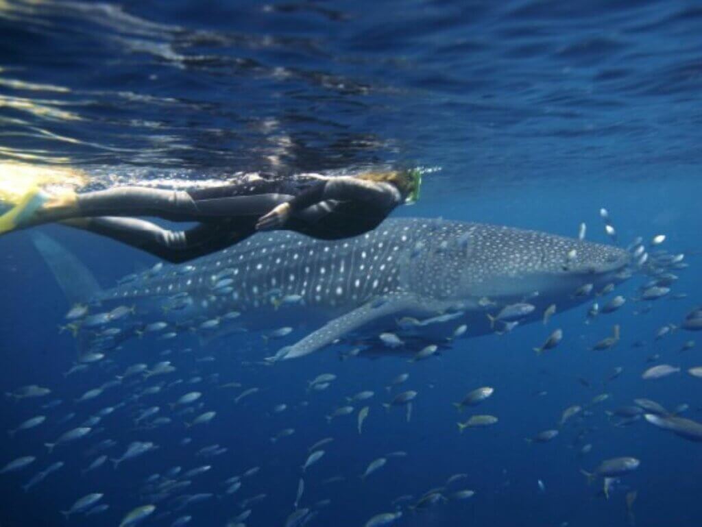 WA Ningaloo Reef 1a