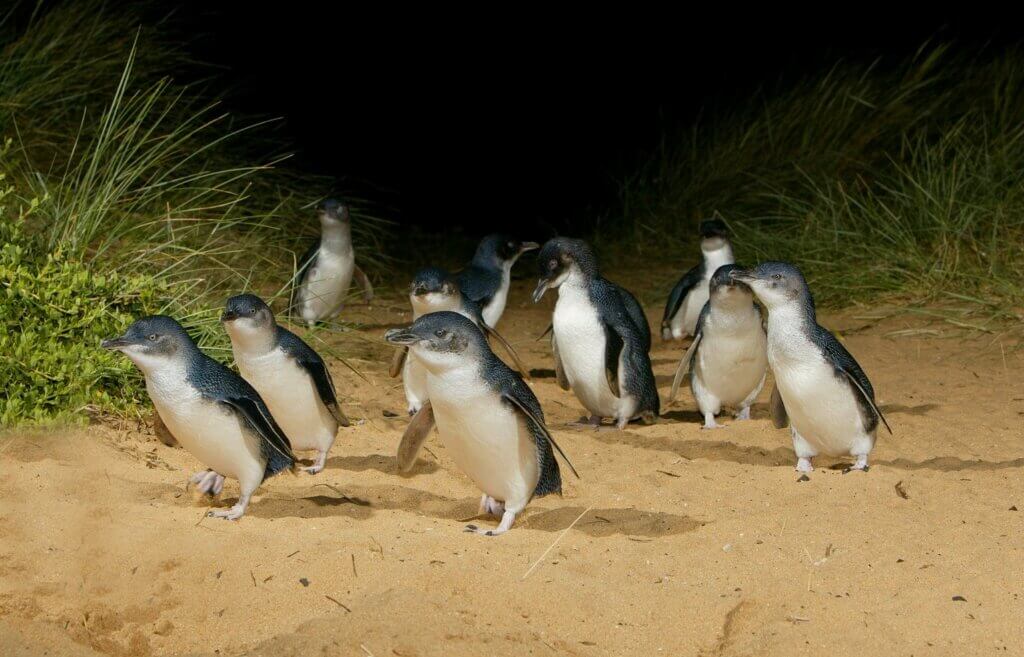 Phillip Island Nature Park, Phillip Island, VIC