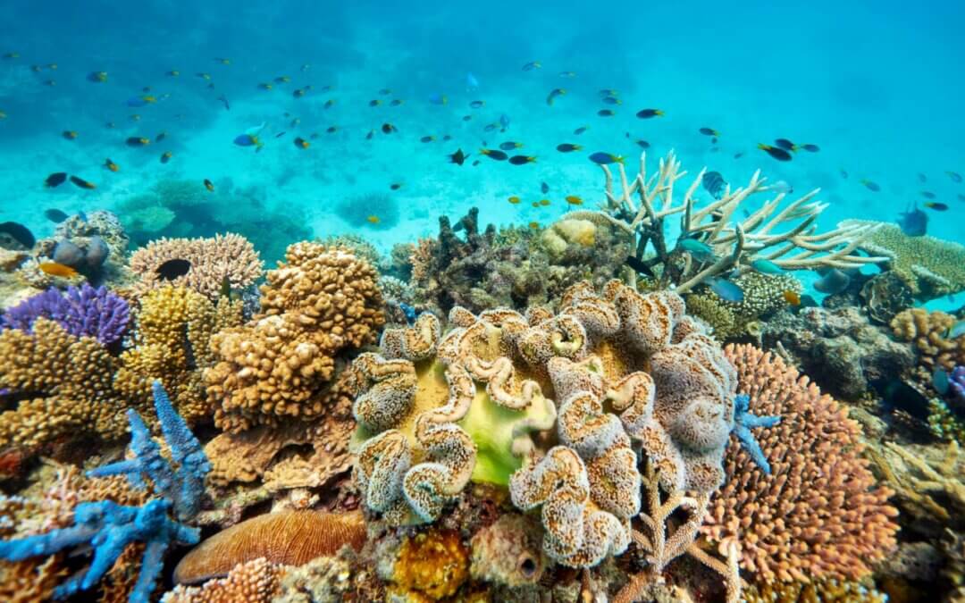 La Grande barriera corallina Australiana, guida introduttiva