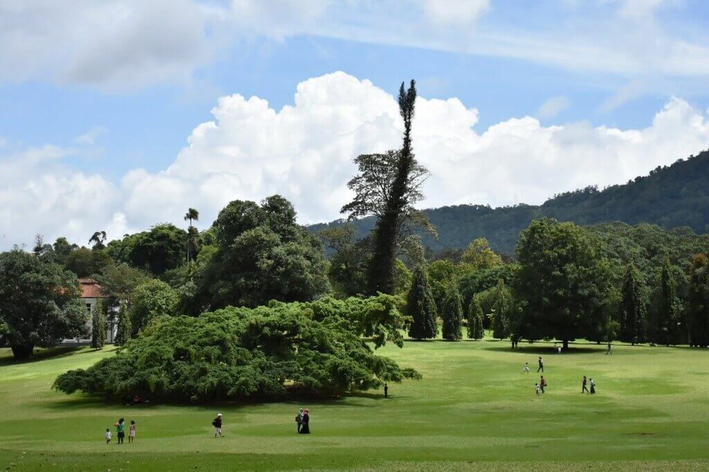 Kandy – botanical garden