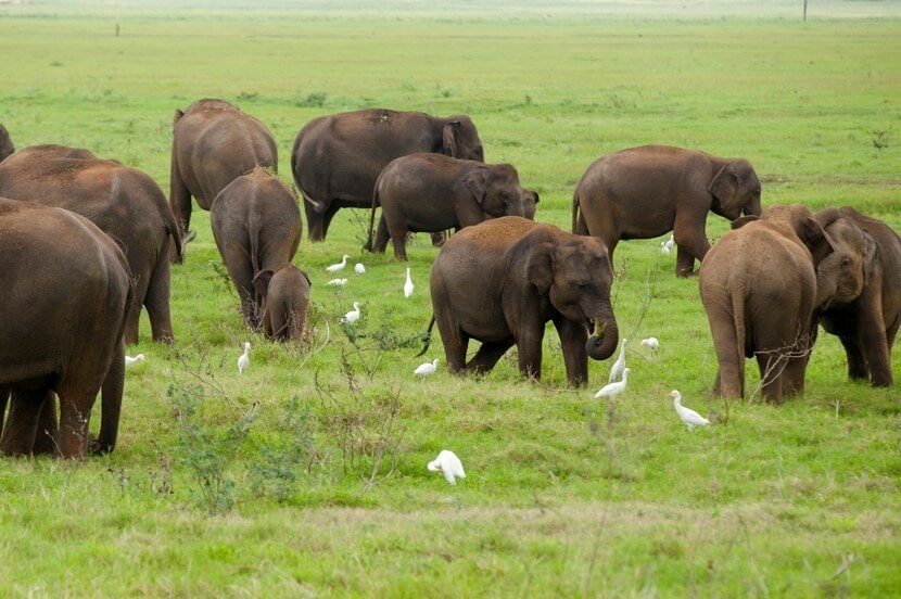 Minneriya National Park