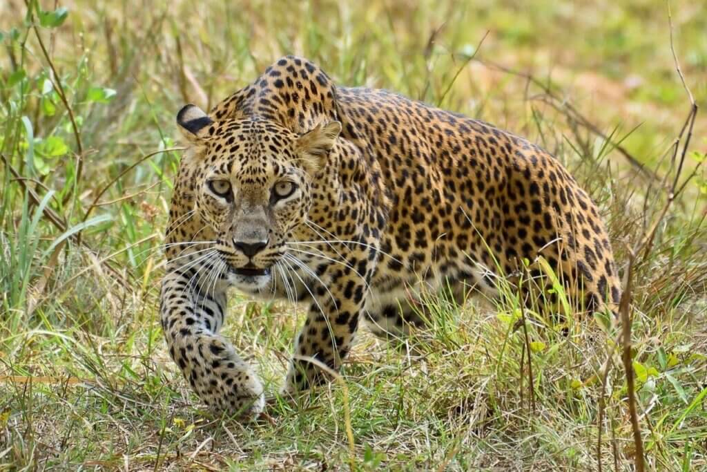 Yala National Park – leopardo