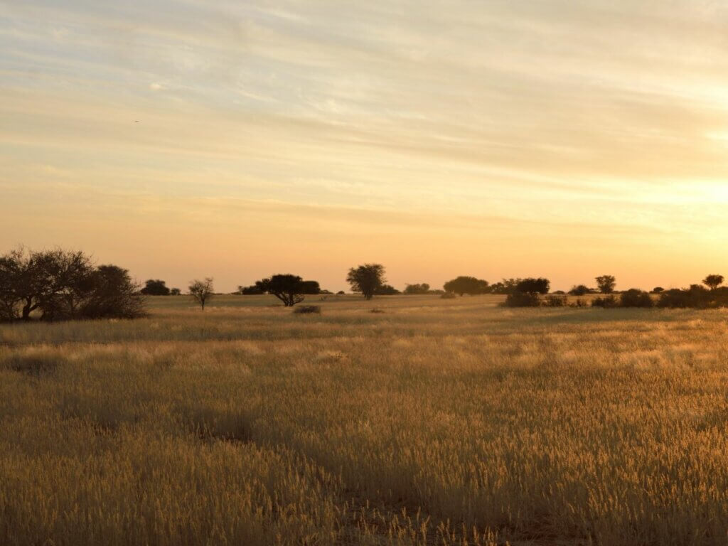 Kalahari Desert 1