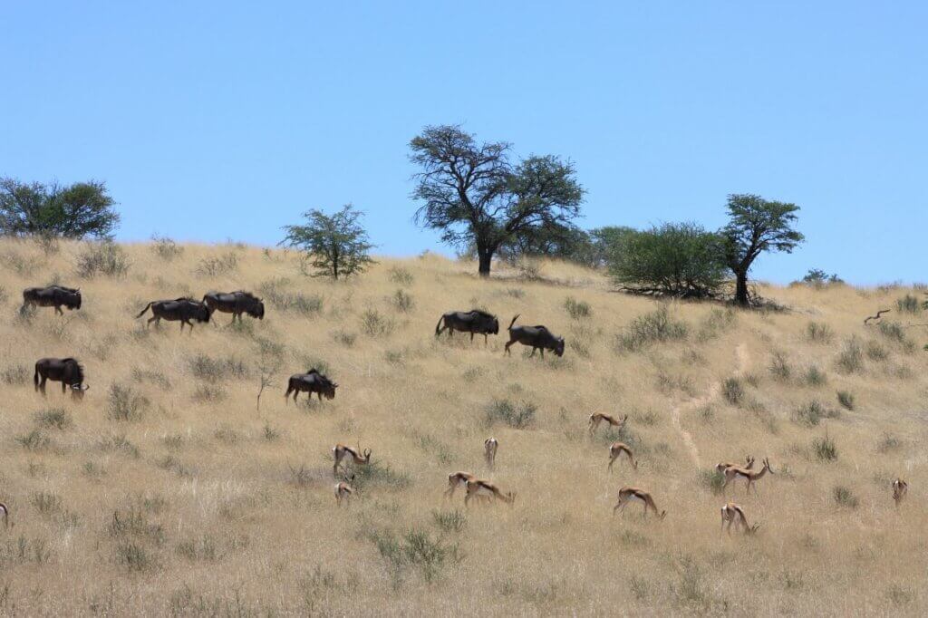 Kgalagadi Transfrontier Park Safari