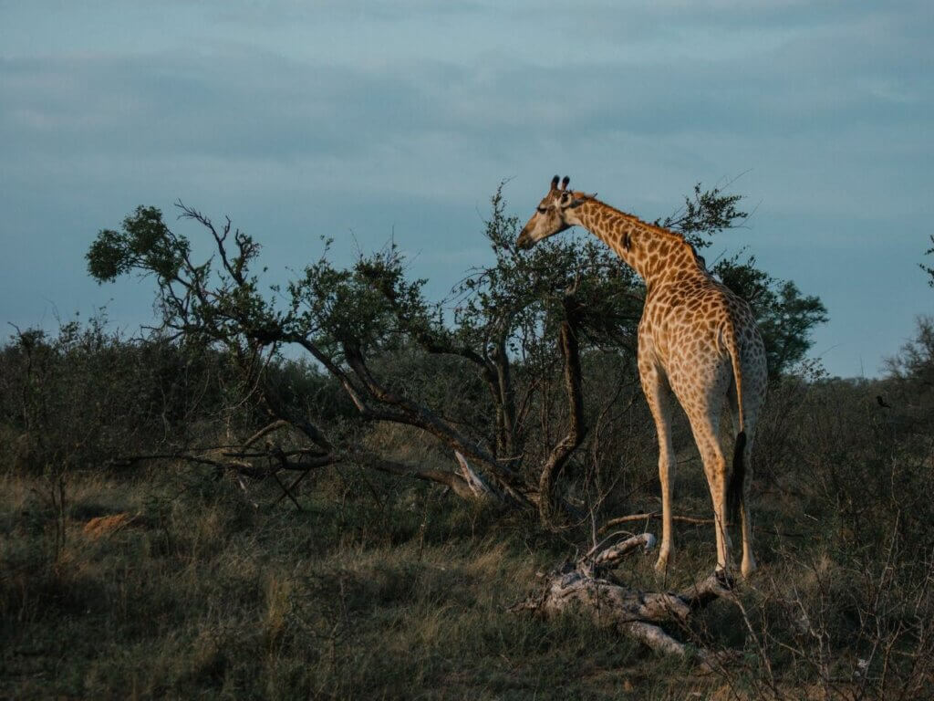 Mahango National Park -2