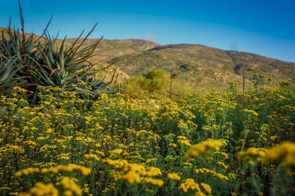 Namaqua national park 1