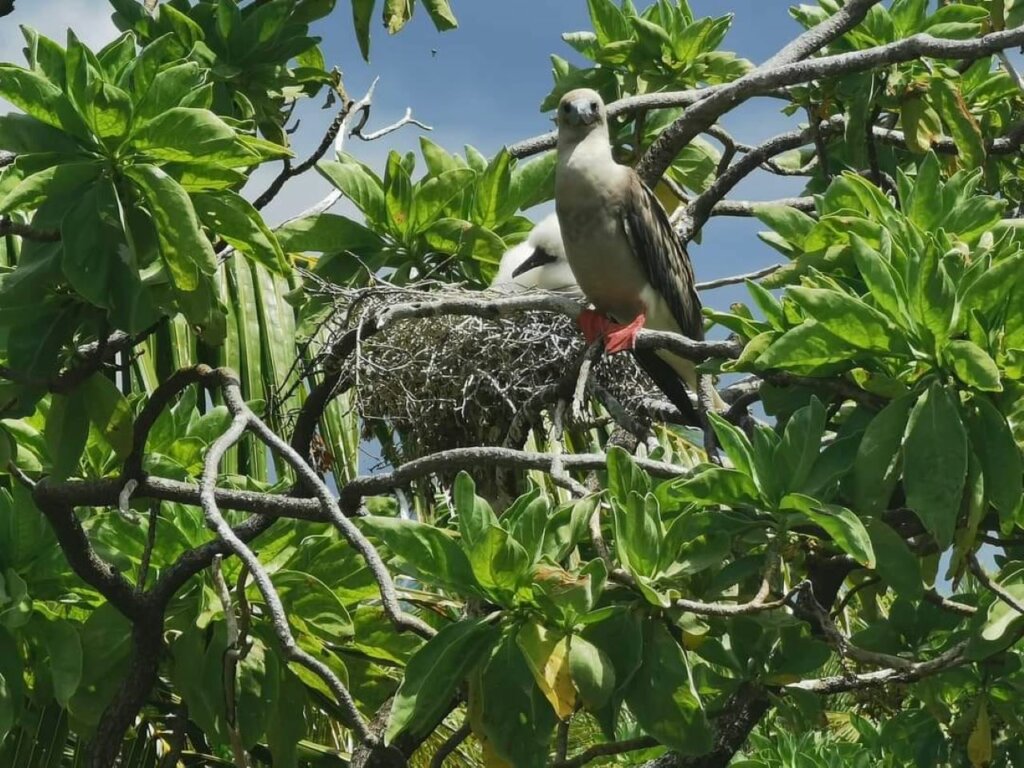 Explore the Beautiful Nature of Tikehau 4