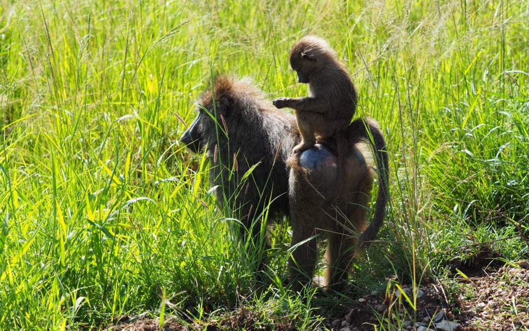 Tanzania: la terra dei Safari