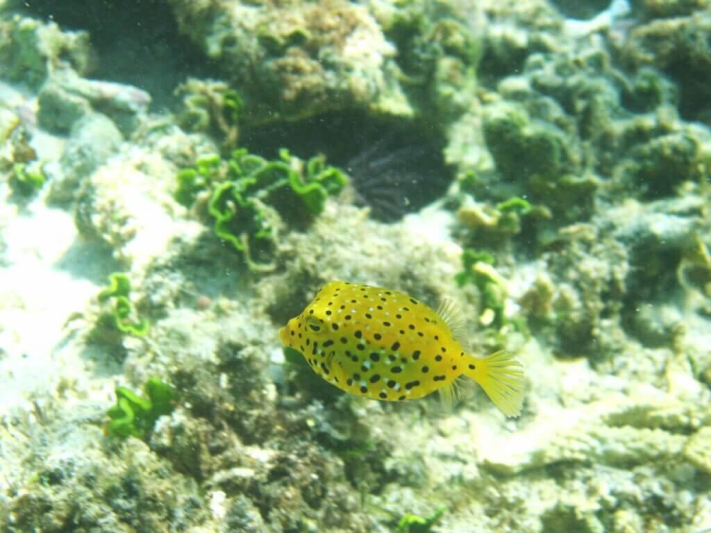 snorkelling rodrigues