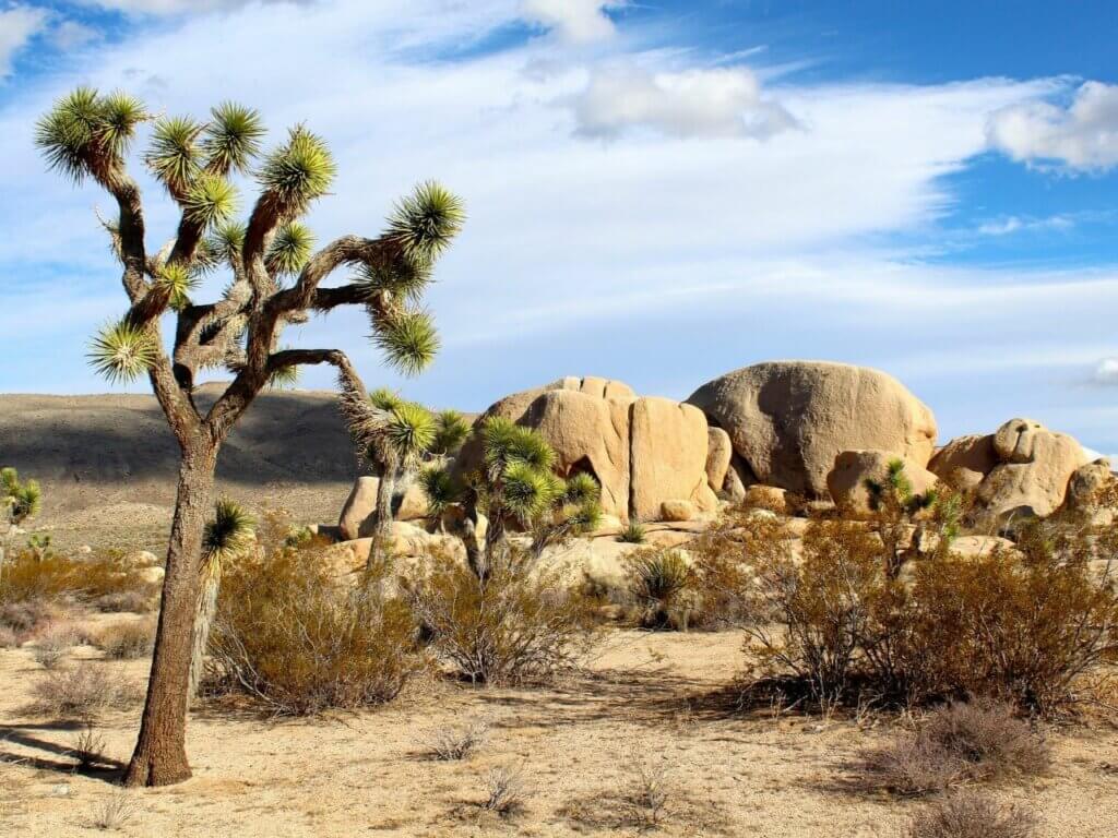 Joshua Tree NP 1